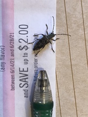 Anthophylax attenuatus