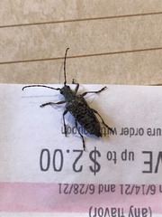 Anthophylax attenuatus