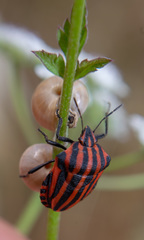 Graphosoma italicum italicum
