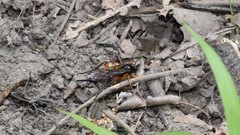 Pimpla pedalis