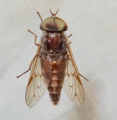 Tabanus equalis