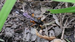 Pimpla pedalis