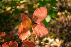 Toxicodendron diversilobum