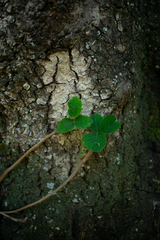 Toxicodendron diversilobum