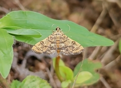 Dichocrocis