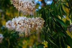 Aesculus californica