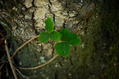 Toxicodendron diversilobum