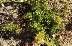 Pedicularis densiflora