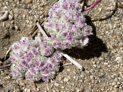 Calyptridium monospermum
