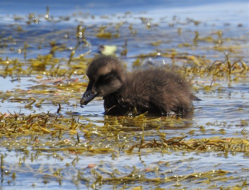 Common Eider, photo 7 of 10