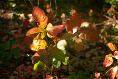 Toxicodendron diversilobum