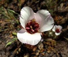 Calochortus simulans