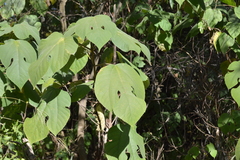 Broussonetia papyrifera