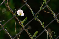 Convolvulus arvensis