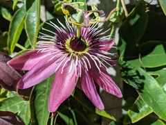 Passiflora amethystina × caerulea