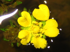 Potentilla kleiniana