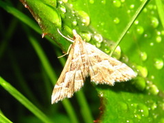 Diasemia accalis