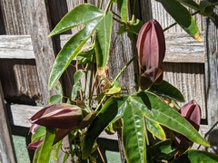 Passiflora amethystina × caerulea