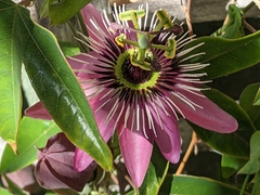 Passiflora amethystina × caerulea