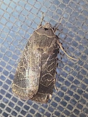 Ipimorpha pleonectusa