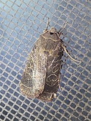 Ipimorpha pleonectusa