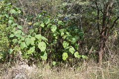 Broussonetia papyrifera