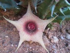 Stapeliinae