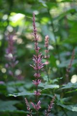Odontonema callistachyum