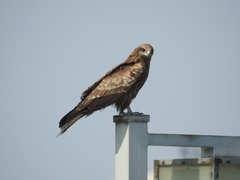 Milvus migrans lineatus