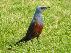 Monticola solitarius