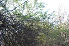 Vachellia caven