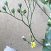 photo of Nipplewort (Lapsana communis)