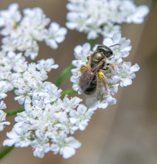 Halictus gemmeus