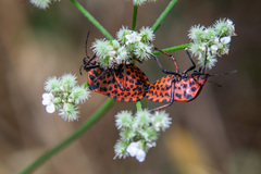 Graphosoma italicum italicum