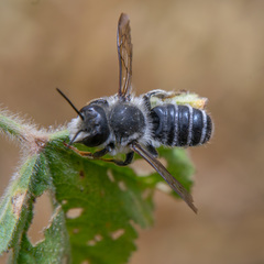 Megachile