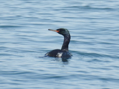 Urile pelagicus
