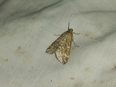 Evergestis frumentalis