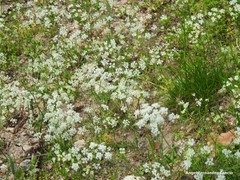 Conopodium pyrenaeum