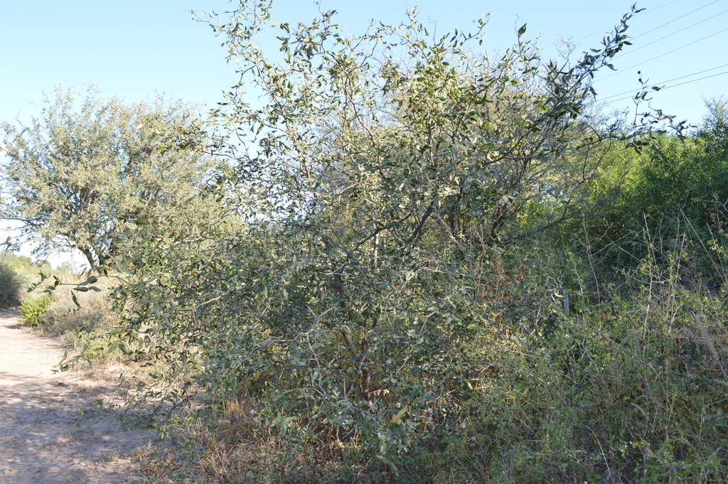 Prosopis ruscifolia Griseb. 2