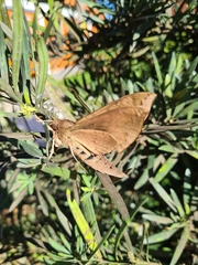 Pachylioides resumens