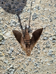 Pachylioides resumens