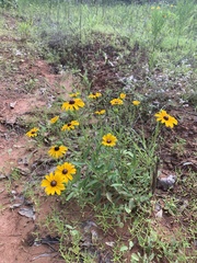 Callilepis laureola