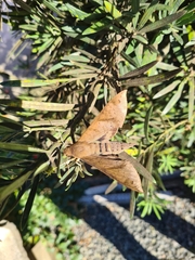 Pachylioides resumens