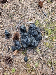 Ursus arctos horribilis