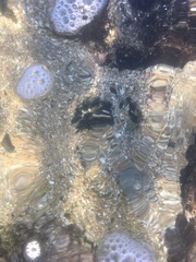 Athyonidium chilensis