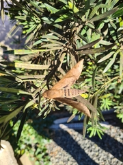 Pachylioides resumens