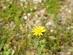 Senecio duriaei