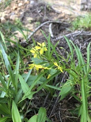 Lysimachia quadriflora
