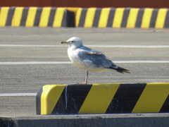 Larus crassirostris