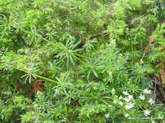 Juniperus communis saxatilis